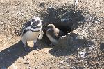 Magellanic penguins, Magdalena Island, Chile