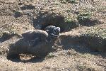 Magellanic penguins, Magdalena Island, Chile