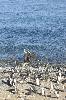 Magellanic penguins, Magdalena Island, Chile