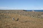 Magdalena Island - home of a lot of penguins