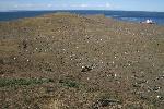 Magdalena Island - home of a lot of penguins