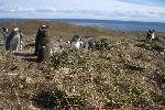 Little penguin visits the Magellanic penguins, Magdalena Island, Chile