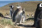 Magellanic penguins, Magdalena Island, Chile