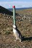 Attack penguin, Magdalena Island, Chile