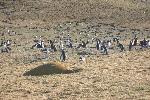 Magdalena Island - home of a lot of penguins