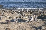 Magdalena Island - home of a lot of penguins