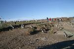 Penguins crossing path on Magdalena Island, Chile