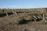 Penguins crossing path on Magdalena Island, Chile