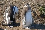 Magellanic penguins, Magdalena Island, Chile