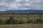 Birds of Prey, Patagonia, Chile
