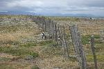 Penguin colony at Otway Sound, Chile