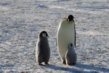 Emperor Penguin colonies, Antarctica