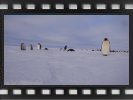Penguin time lapse