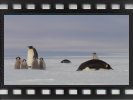 Penguin time lapse