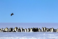 Skua and Emperor Penguins