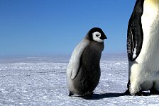 Emperor Penguin colonies, Antarctica
