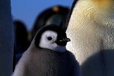 Emperor Penguin colonies, Antarctica