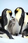Emperor Penguin chicks, fighting