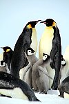 Emperor Penguin chicks, fighting