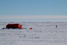 Penguin and tent