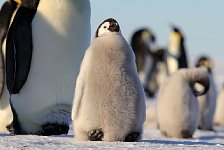 Reasonably health penguin chick