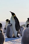 Emperor Penguin feeding chick