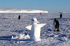 Emperor Penguin and snow penguin