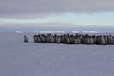 Fluffy penguin kindergarten