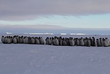 Fluffy penguin kindergarten