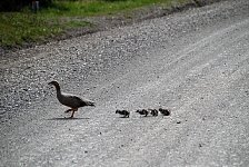 Geese crossing street