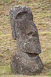 Moai at Easter Island quarry