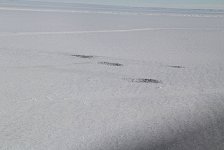 Emperor Penguin colony from above