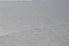 Penguins crossing the ice