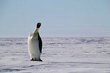 Photogenic penguin