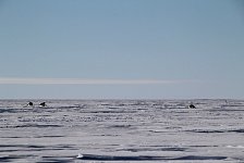 Penguins coming over for a visit