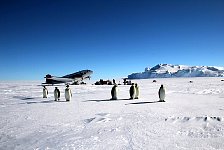 Penguins at camp