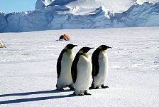 Penguin camp inspectors