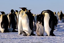 Emperor Penguin colonies, Antarctica