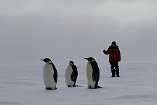 Emperor Penguins and me