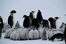 Huddle of penguin chicks
