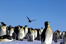Skua and Emperor Penguins