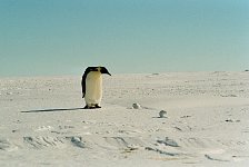 Emperor penguin and egg