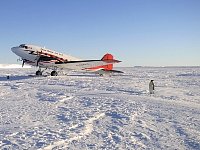 Penguin obout to steal plane