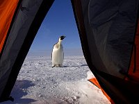 Penguin as seen from tent