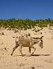 Donkey at Brazil coast