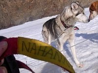 Sledgedog: Nahanni