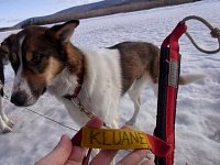 Sledgedog: Kluane