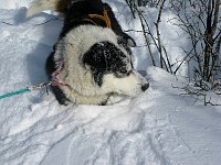 Dog cooling down in snow