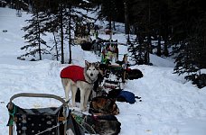Sled dogs camping