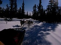 Dog sled on the move